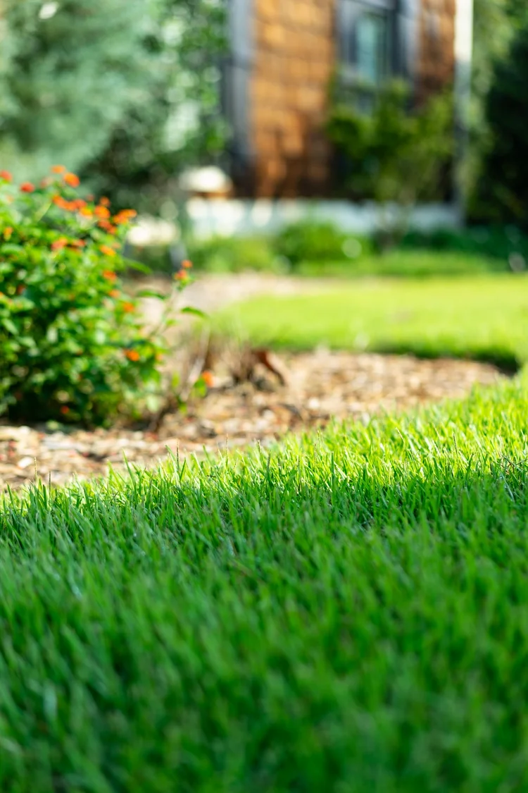 Healthy green lawn with garden bed and residential home in the background