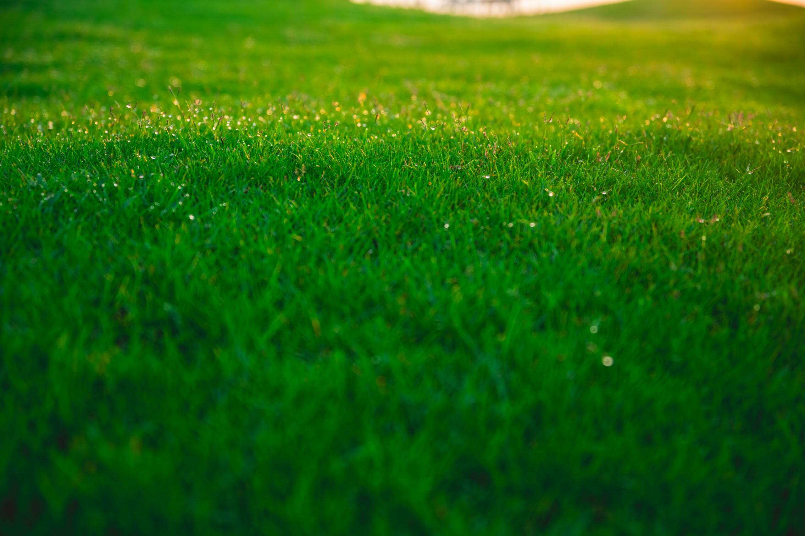 Lush green lawn with dew drops in golden sunlight