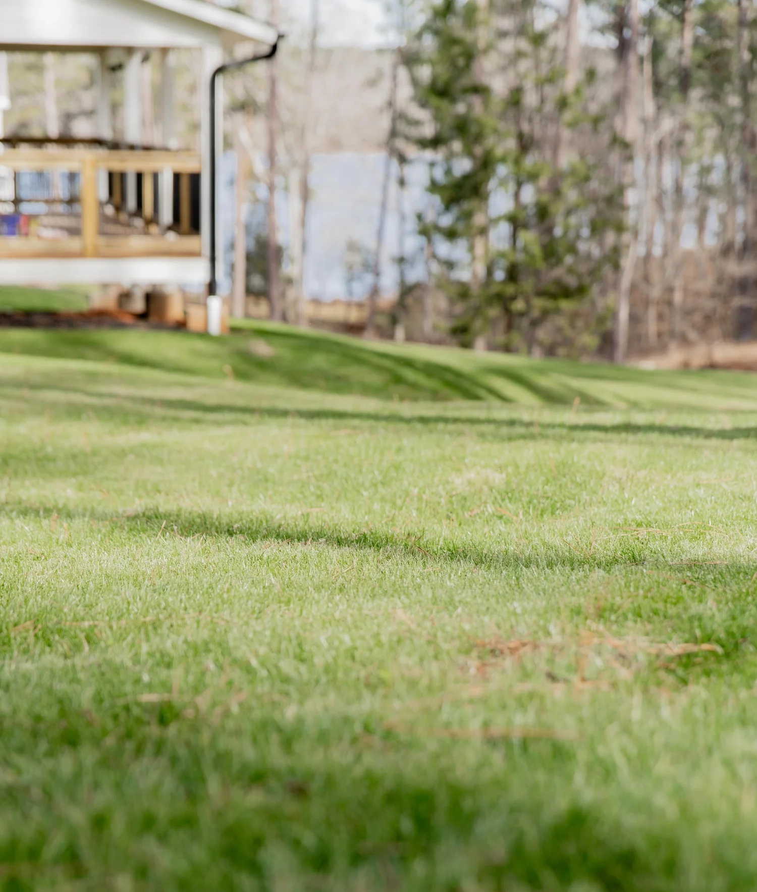 Healthy green turf maintained by Matthews Turf Management