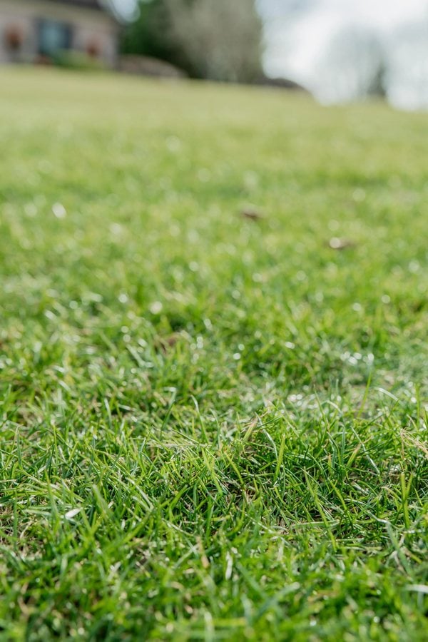 Healthy green turf after professional lawn treatment