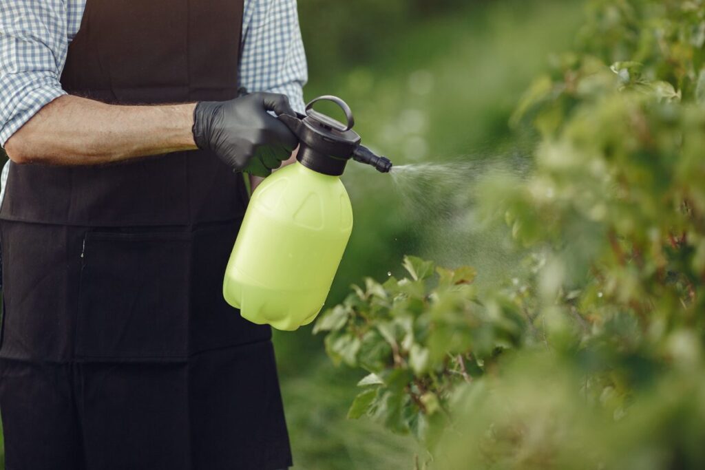 Lawn care technician spraying ornamental shrubs with treatment solution